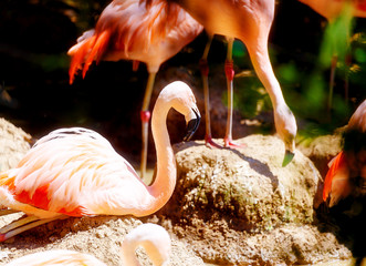 Beautiful red colored bird - Phoenicopterus ruber. Red flamingo.