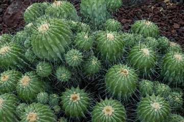 サボテン　黒士冠