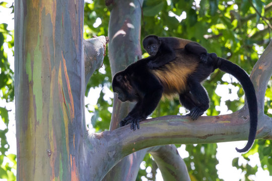 Howler Monkeys in Costa Rica