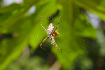 Aranha