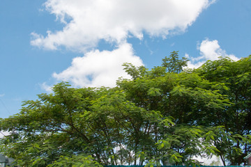 green leaf of tree top and blue sky