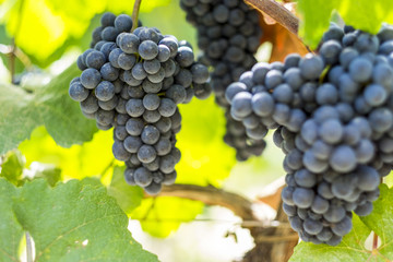 Grappoli di uva nel vigneto durante la vendemmia