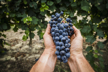 Grappoli di uva nel vigneto durante la vendemmia
