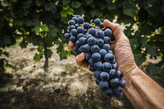 Grappoli di uva nel vigneto durante la vendemmia