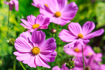 Obraz premium Cosmos Flowers