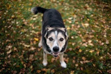 Naklejka na ściany i meble smiling dog, half-breed, autumn
