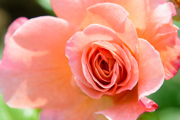 Bud of a blossoming delicate rose. Rose petals close. Luxury flower of nature. Blooming garden flowers.