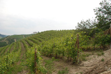 Fototapeta na wymiar Vineyard of Langhe, Piedmont - Italy
