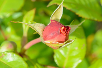 The Bud of a blossoming delicate rose. Rose petals close. Luxury flower of nature. Blooming garden flowers.