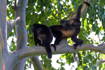 Howler Monkeys in Costa Rica