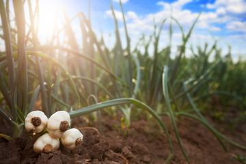 Onion leeks on the ground © Cherries