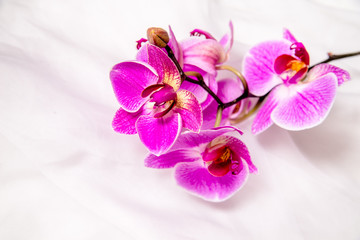     The branch of purple orchids on white fabric background 