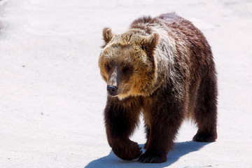 Obraz premium Brown european bear face, Ursus arctos arctos.