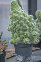 A small cactus planted in a pot.