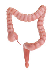 medically accurate 3d rendering of a human colon