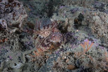 Silver Spotted Sculpin