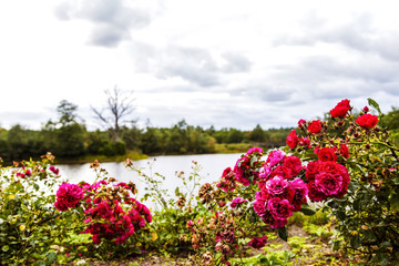Very beautiful Latvian nature with rivers and forests