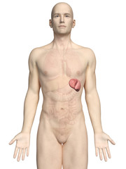 Fototapeta premium medically accurate 3d rendering of a male´s spleen