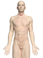 Fototapeta premium medically accurate 3d rendering of a male´s thyroid