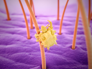 medically accurate 3d rendering of a pubic louse