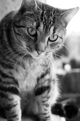 Obraz premium Katzenblick 
