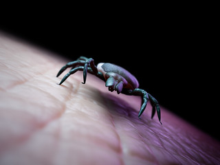 medically accurate 3d rendering of a tick