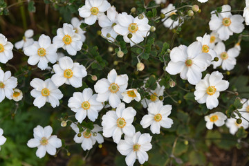 An&eacute;mone hupehensis blanche en &eacute;t&eacute; au jardin