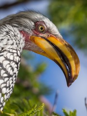 Closeup portrait of beautiful colorful Southern Yellow-Billed Hornbill bird with long beak, Botswana, Africa