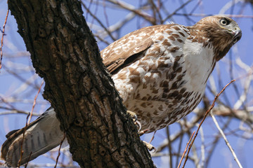 Hawk - Perch