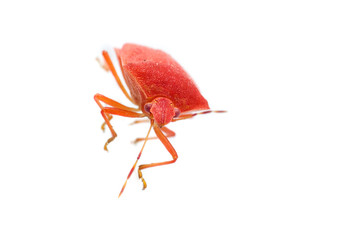 Cimice arancione rosso isolato su sfondo bianco