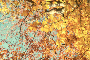 Vibrant yellow Walnut golden fall tree foliage and blue sky background, retro toned