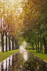 Autumn wet rainy weather in park.