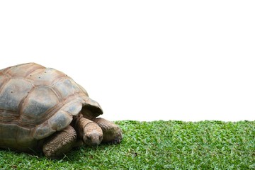 Aldabra giant tortoise (Aldabrachelys gigantea), from the Aldabra Atoll in the Seychelles, walking on green grass and isolated on a white background.