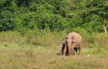 Two Asian elephants, mother and her kid. asian elephants at Kui Buri National Park, Thailand.
