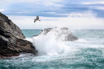 Sea wave breaks on the rocks, a bird takes flight.