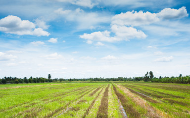 Fototapeta premium rice field and the sky