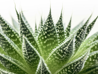 desert plant on white background