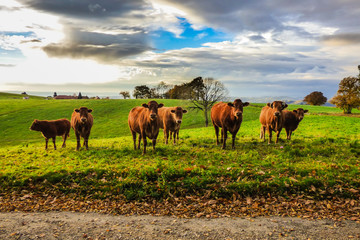 Fototapeta na wymiar Group of cows looking at the camera - Autumn season, dramatic cloudy, blue sky in the background