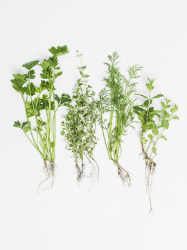 herbs on white background