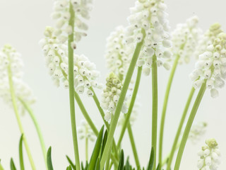 hyacinth on white background