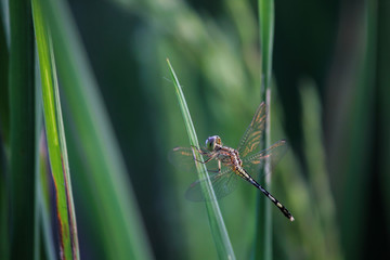 dragonfly