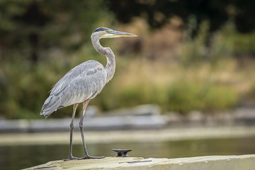 Great blue heron on dock.