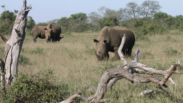 Rhino bull grazing near females with a dead tree in the foreground. 