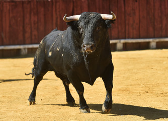 bull