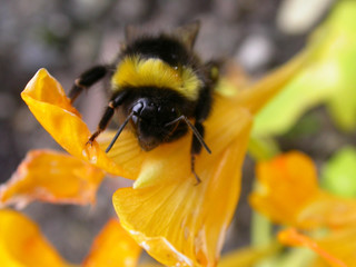 Bumblebee
