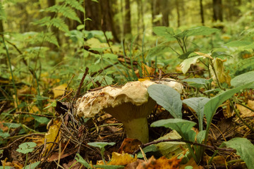Mushroom close-up. Breaks from under the leaves in the forest