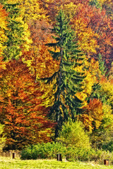 Autumn forest landscape
