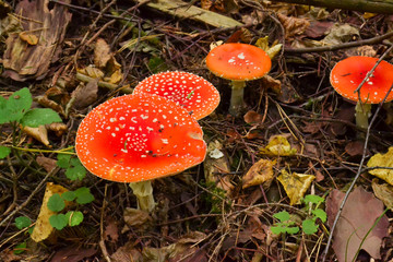 Amanita Muscaria, poisonous mushroom. Photo has been taken in the natural forest background.
