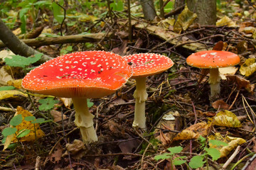 Amanita Muscaria, poisonous mushroom. Photo has been taken in the natural forest background.