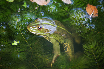 close-up portrait of a frog and insects in bog